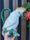 Fitz & Floyd 1994 Cockatoo Water Pitcher Tropical Bird Ceramic Jug