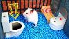 Hamster Escapes La Maze Créative Pour Les Animaux De Compagnie Dans La Vie Réelle Dans Les Histoires De Hamster